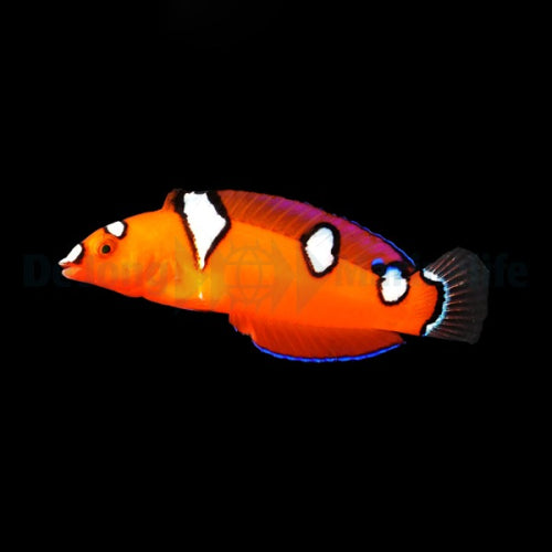 Afrikanischer Clown-Junker (Coris gaimard)