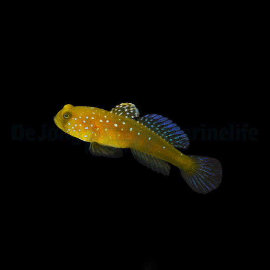 Cryptocentrus cinctus – Gelbe Wächtergrundel