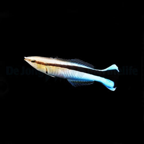 Blaustreifen-Putzerlippfisch (Labroides dimidiatus)