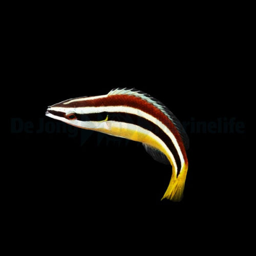 Nomaden-Putzerlippfisch (Diproctacanthus xanthurus