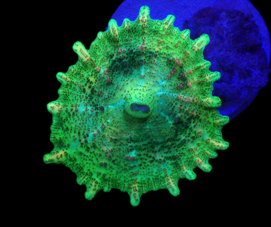 Regenschirm Scheibenanemone (Discosoma neglecta) Green