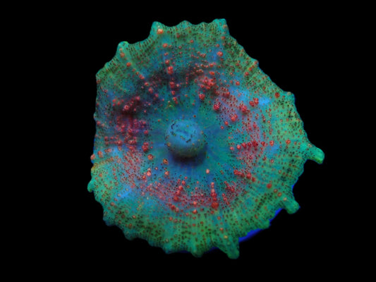 Regenschirm Scheibenanemone (Discosoma neglecta) premium