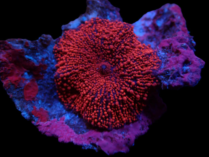 Scheibenanemone Discosoma spp. (Spotted)
