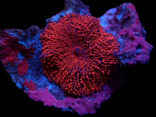 Scheibenanemone Discosoma spp. (Spotted)