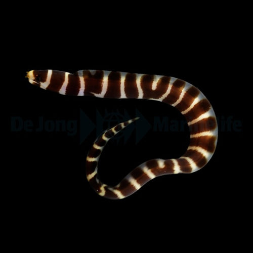Ringelmuräne (Echidna polyzona)