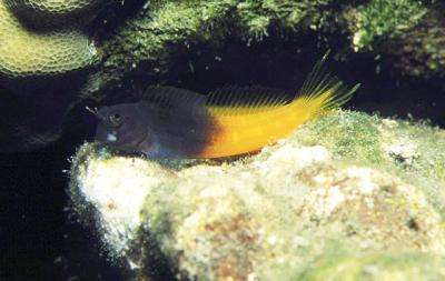 Ecsenius bicolor - Rotschwanzblenni