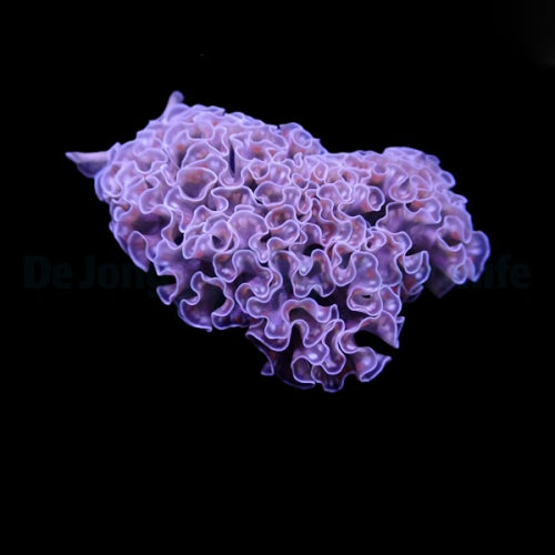 Elysia crispata Blumenkohl-Sackzungenschnecke