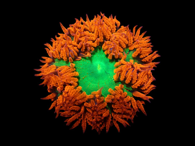 Karibische Perlenanemone (Epicystis crucifer) (Ultra)