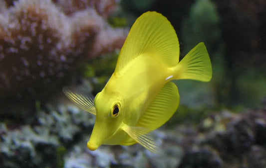 Angebot Zebrasoma flavescens – Gelber Hawaii Doktorfisch NACHZUCHT