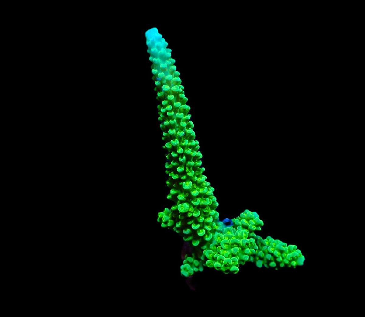 Acropora formosa Blue Tip – kultivierter SPS-Ableger