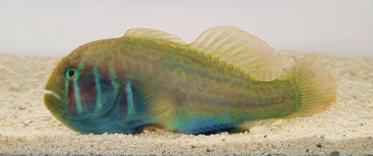 Gobiodon histrio – Korallenwächter-Grundel