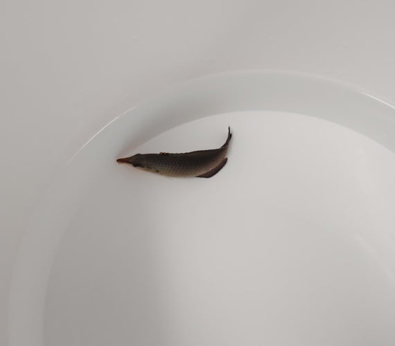 Langnasen-Lippfisch (Gomphosus varius) – Weibchen