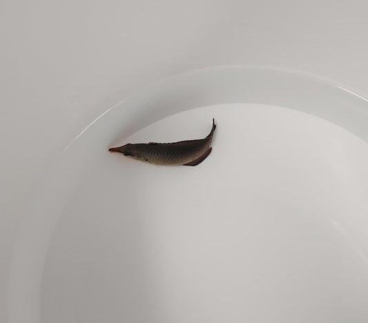 Langnasen-Lippfisch (Gomphosus varius) – Weibchen