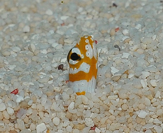 Prachtröhrenaal (Gorgasia preclara)
