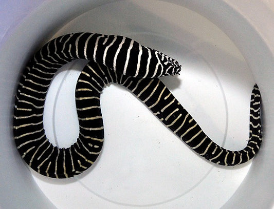 Zebramuräne (Gymnomuraena zebra)