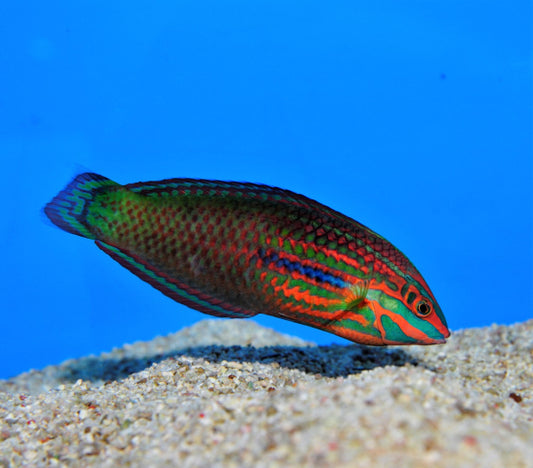 Rotstreifen-Junker (Halichoeres biocellatus)