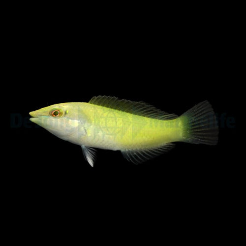 Grüner Junker (Halichoeres chloropterus)