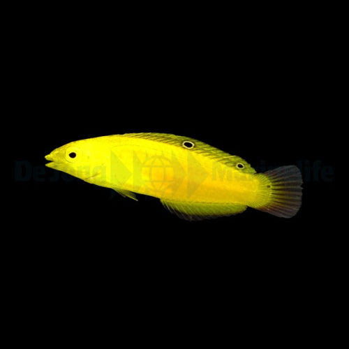 Kanarien-Lippfisch (Halichoeres chrysus)