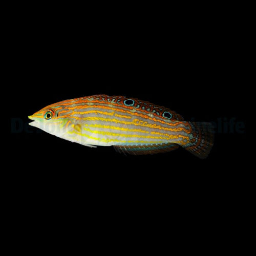 Schmuckjunker (Halichoeres cosmetus)