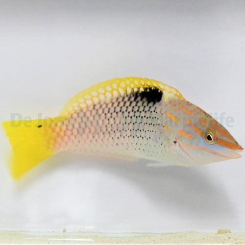 Schachbrett-Junker (Halichoeres hortulanus)