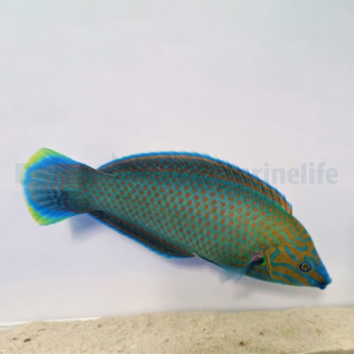Graukopf-Lippfisch / Kettenlippfisch (Halichoeres leucurus) Männchen