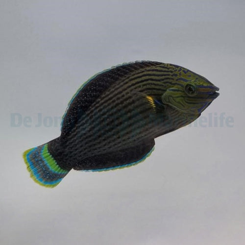 Prachtregenbogenlippfisch (Halichoeres marginatus)
