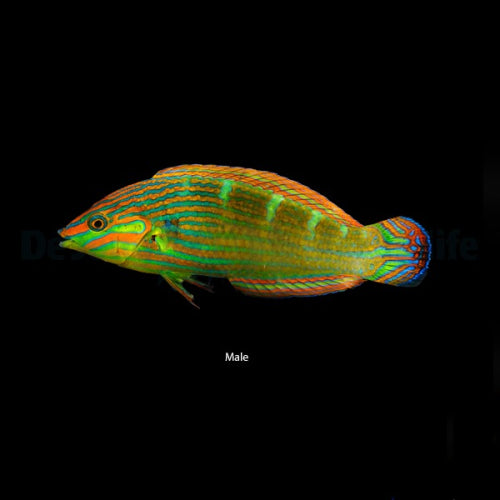 Regenbogenlippfisch (Halichoeres melanurus)