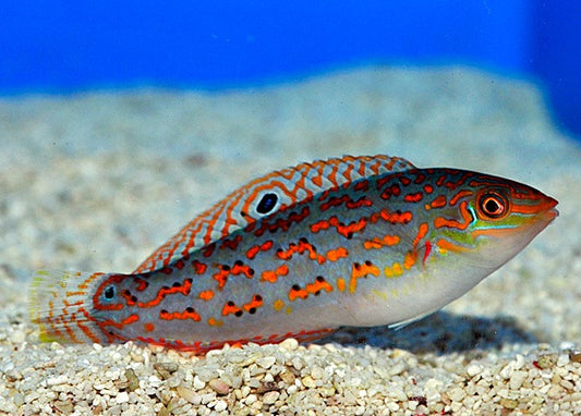 Halichoeres timorensis (Timor-Junker)