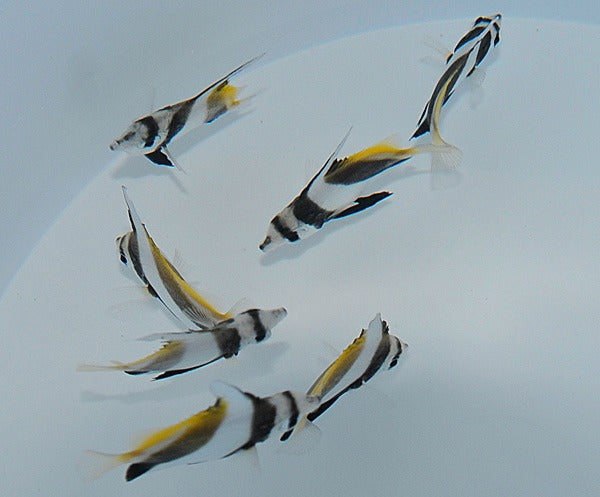 Heniochus acuminatus (Wimpelfisch)