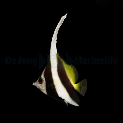 Heniochus acuminatus (Wimpelfisch)