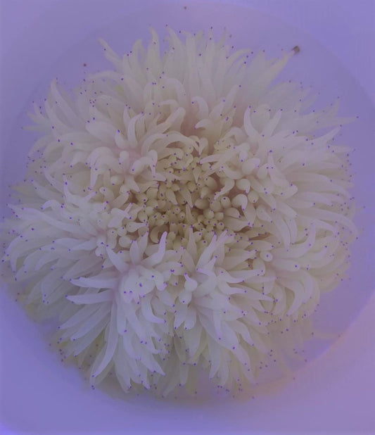 Heteractis crispa (Weiß, XL) – Lederanemone