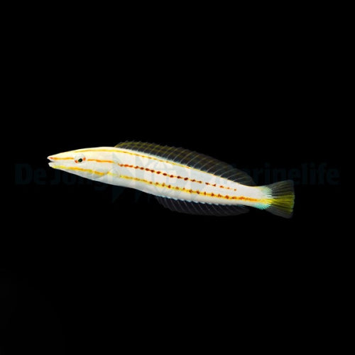 Weißbauch-Hechtlippfisch (Hologymnosus doliatus)