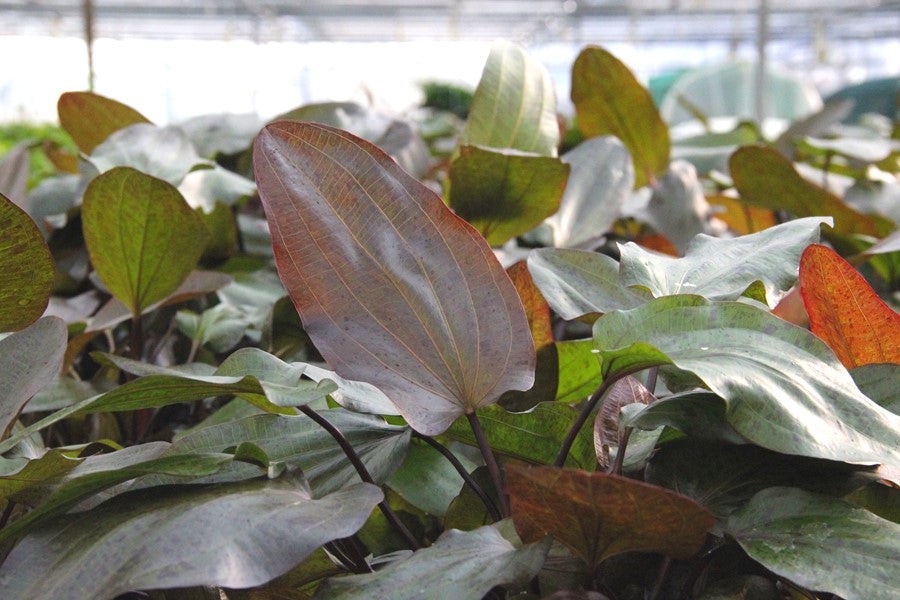 Echinodorus ‘Ozelot’ | Gefleckte XXL-Schaupflanze fürs Aquarium