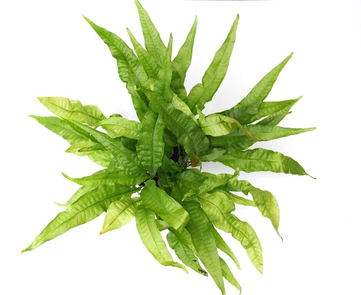 Microsorum pteropus | Massive XXL-Schaupflanze für große Aquarien