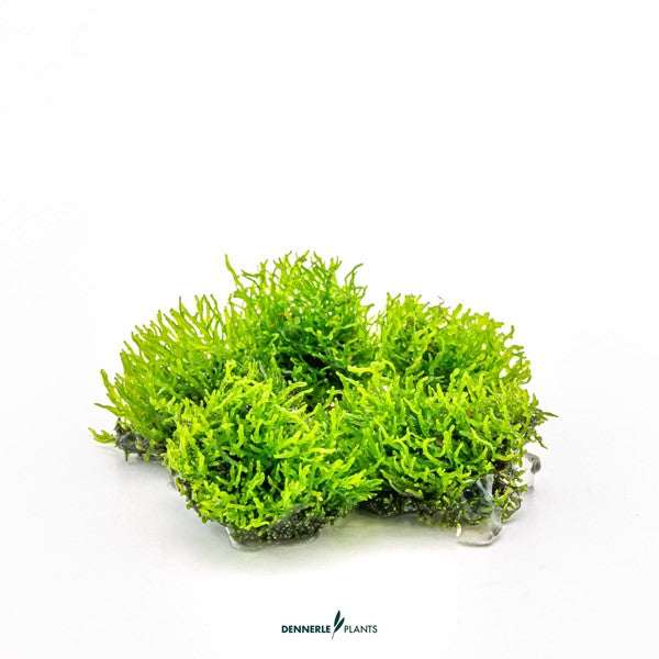 Riccardia chamedryfolia | Feines Lebermoos InVitro