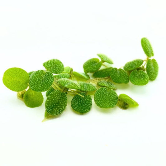 Salvinia minima | Feine Schwimmpflanze fürs Aquarium