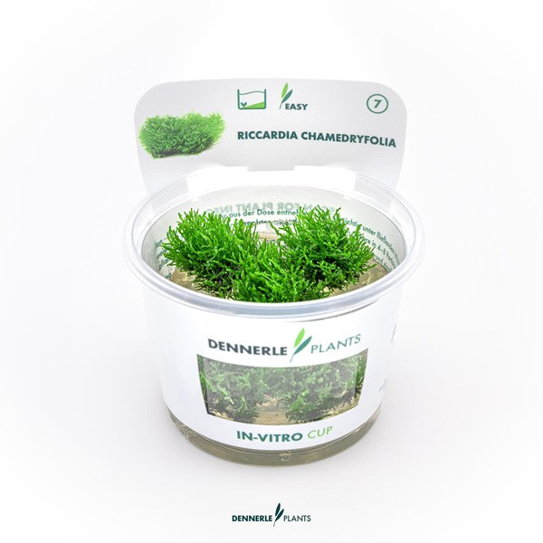 Riccardia chamedryfolia | Feines Lebermoos InVitro