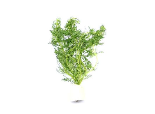 Limnophila sessiliflora | Stängelpflanze im Terrakottaring