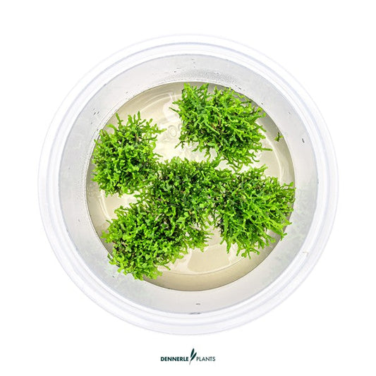 Riccardia chamedryfolia | Feines Lebermoos InVitro