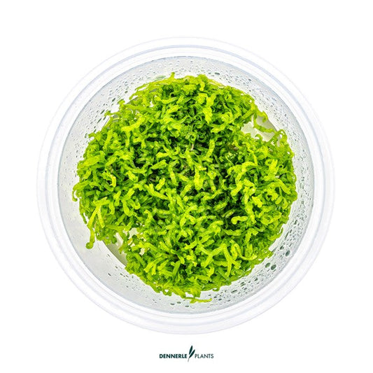 Riccia fluitans | Vielseitiges Schwimm- & Aufsitzmoos InVitro