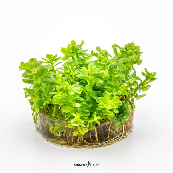 Rotala indica ‘Bonsai’ | Kompakte Stängelpflanze InVitro