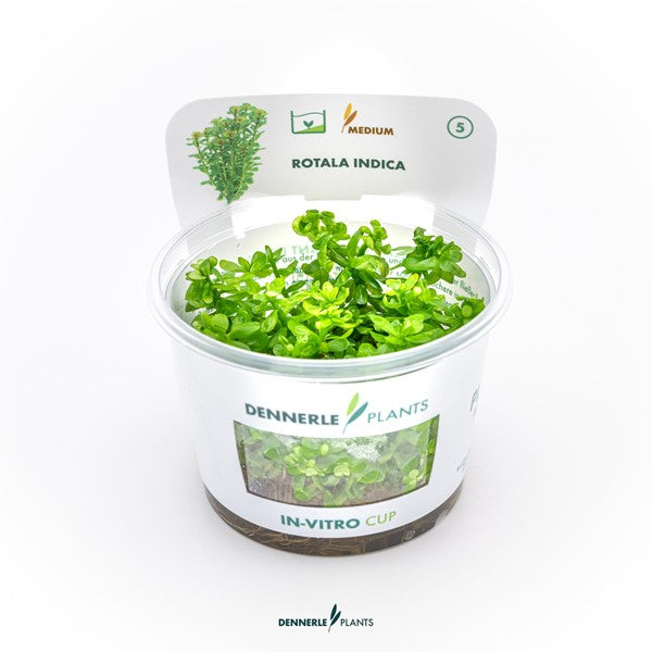 Rotala indica ‘Bonsai’ | Kompakte Stängelpflanze InVitro