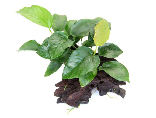 Anubias barteri | Robuste Aufsitzerpflanze auf Wurzel