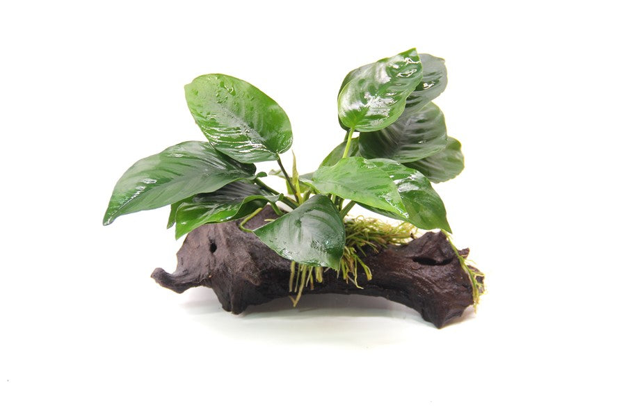 Anubias barteri | Robuste Aufsitzerpflanze auf Wurzel