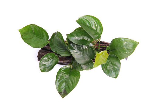Anubias barteri | Robuste Aufsitzerpflanze auf Wurzel