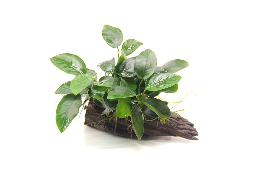 Anubias barteri var. nana | Kompakte Aufsitzerpflanze auf Wurzel
