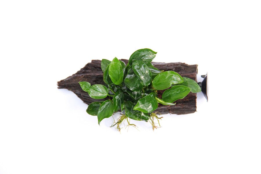 Anubias barteri var. nana | Kompakte Aufsitzerpflanze auf Wurzel