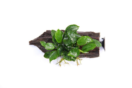 Anubias barteri var. nana | Kompakte Aufsitzerpflanze auf Wurzel