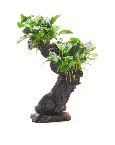 Anubias barteri var. nana | Kompakte Aufsitzerpflanze auf Wurzel
