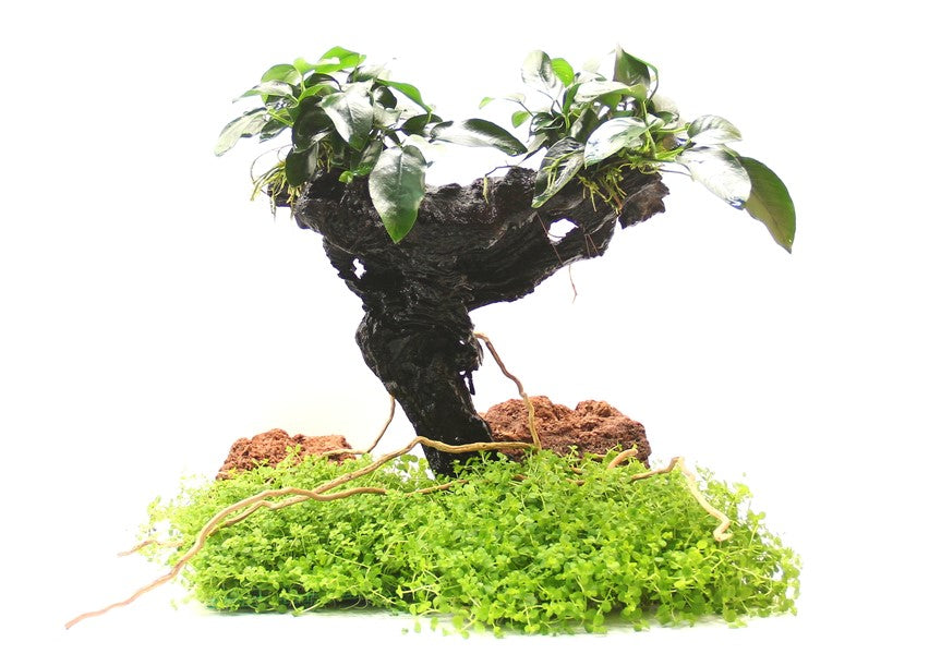 Anubias barteri var. nana | Kompakte Aufsitzerpflanze auf Wurzel